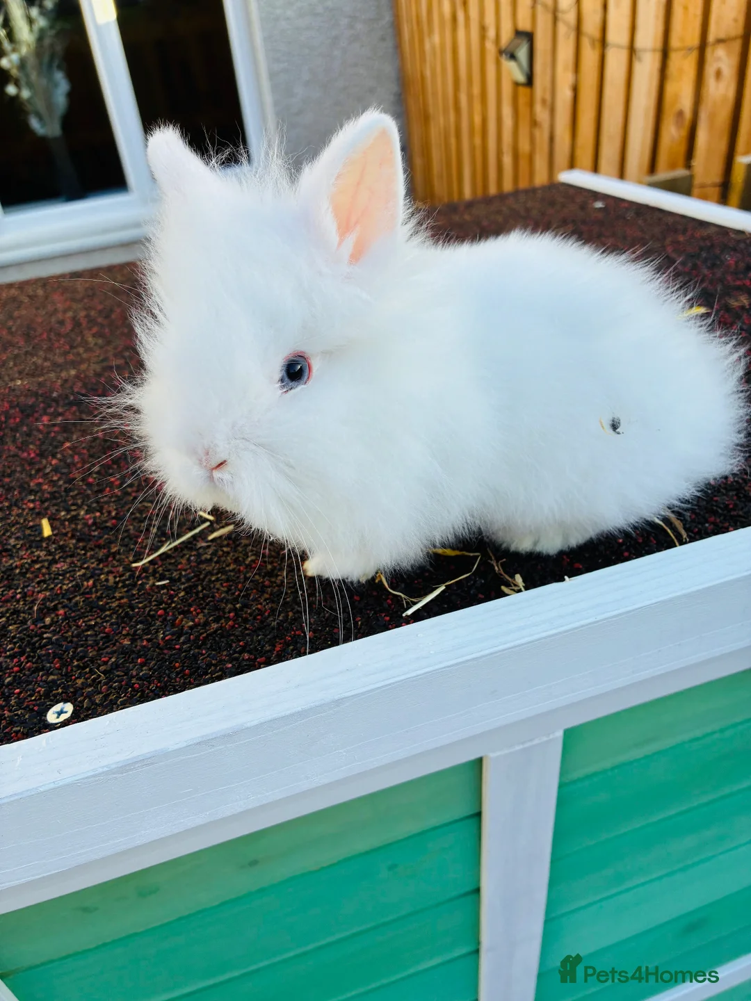 Lionhead rabbits for sale: lion heads for sale  - Advert 5