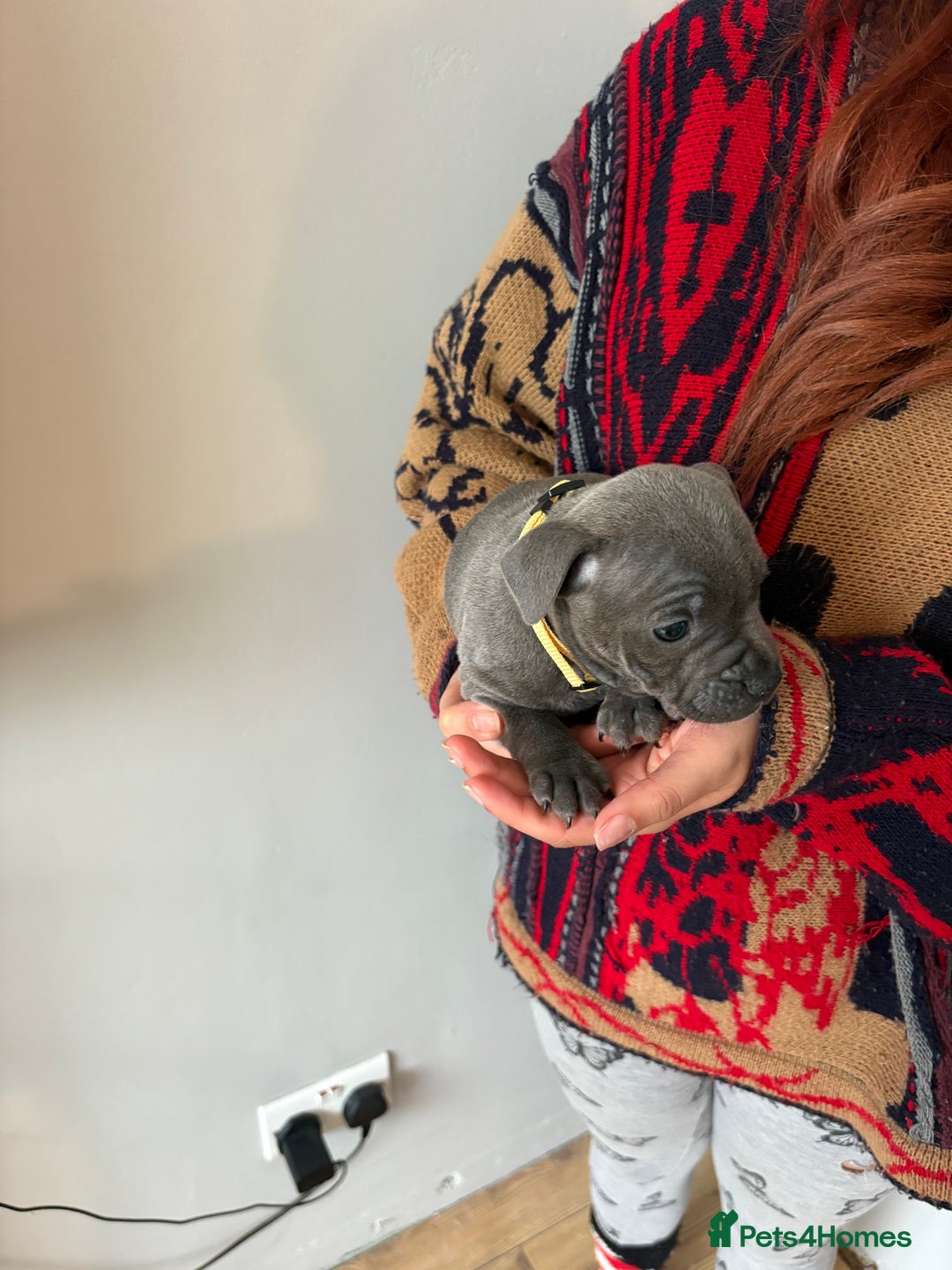 Staffordshire Bull Terrier dogs for sale: 6 Stunning Blue Staffordshire Bull Terrier pups 💙 - Advert 22