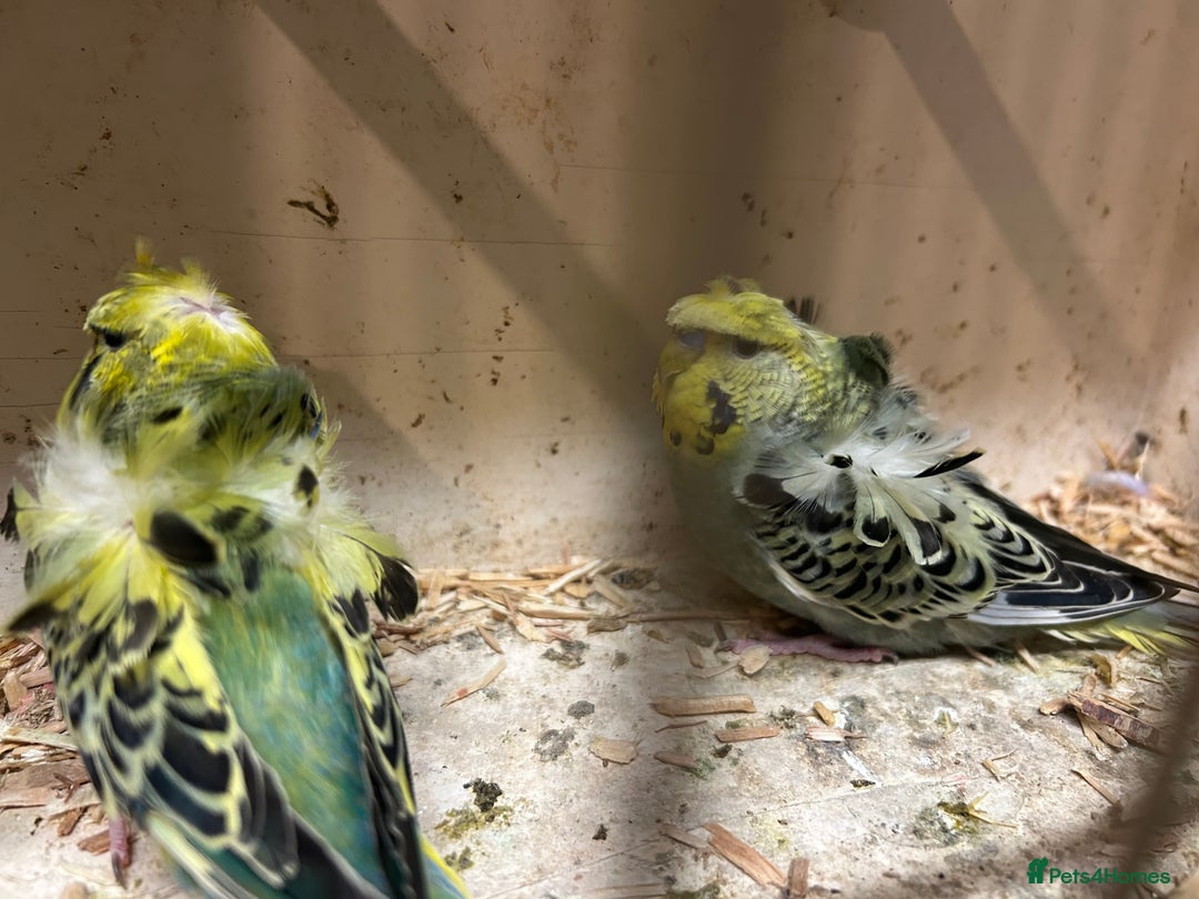 Budgerigars birds for sale: Black Wings and Hagoromo Budgies for Sale - Image 7