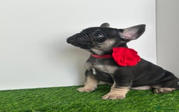 French Bulldog dogs for sale: 5 French bulldog puppy’s  - Image 9