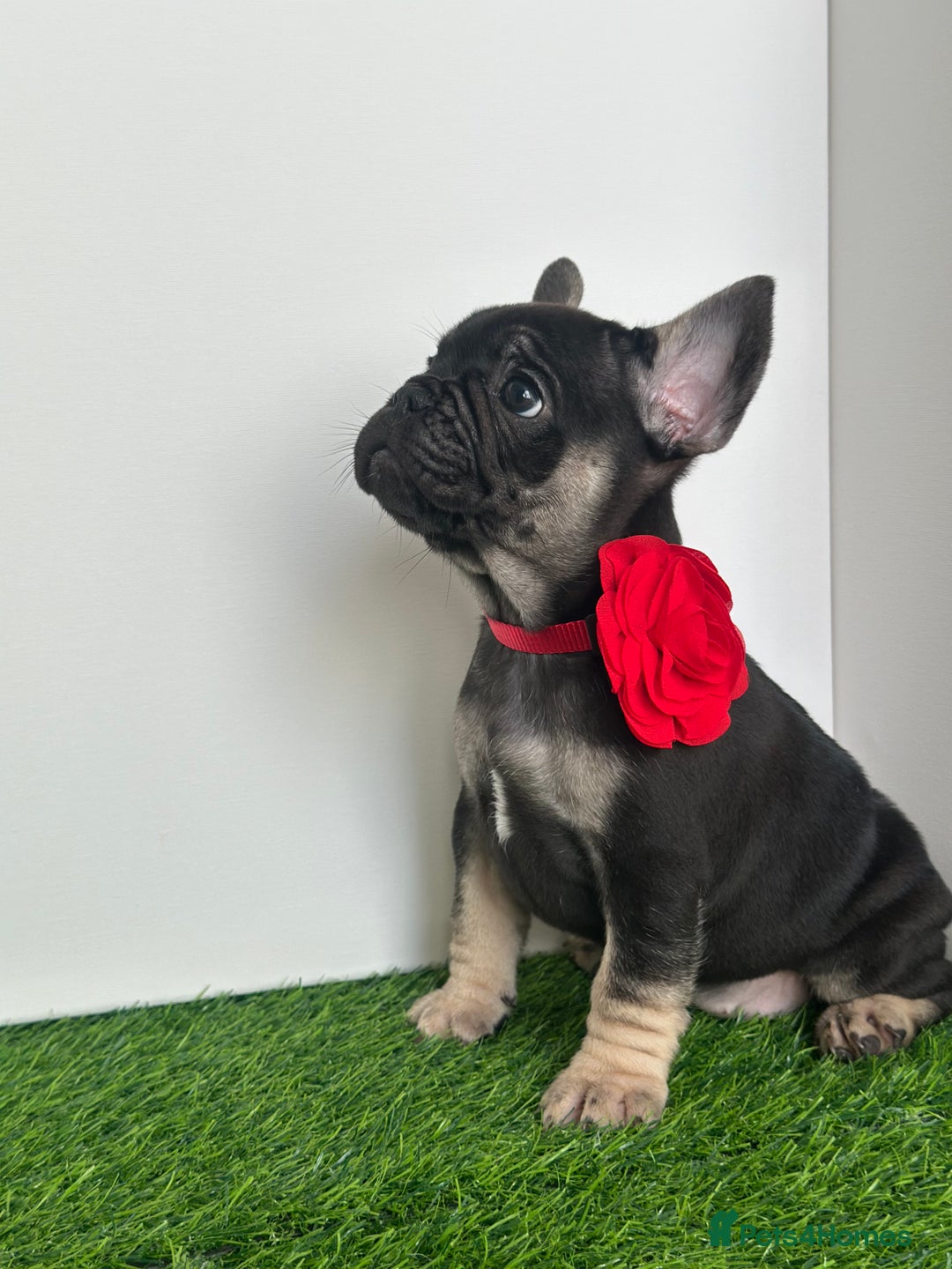 French Bulldog dogs for sale: 5 French bulldog puppy’s  - Image 9