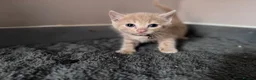 Mixed Breed cats for sale: Last remaining kittens  - Advert 4