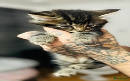 American Wirehair cats for sale: Tabby kittens  - Image 3