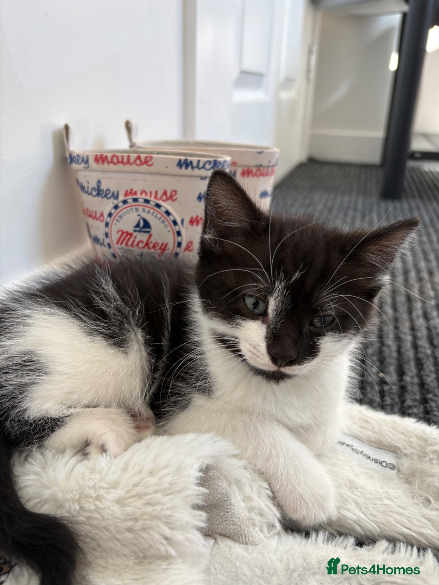 Mixed Breed cats 1 male kitten  - Advert 11