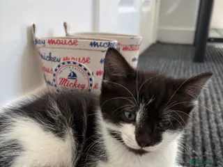 Mixed Breed cats 1 male kitten - Advert 2