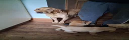 Labrador Retriever dogs for sale: Fox red and yellow labrador puppies - Advert 1