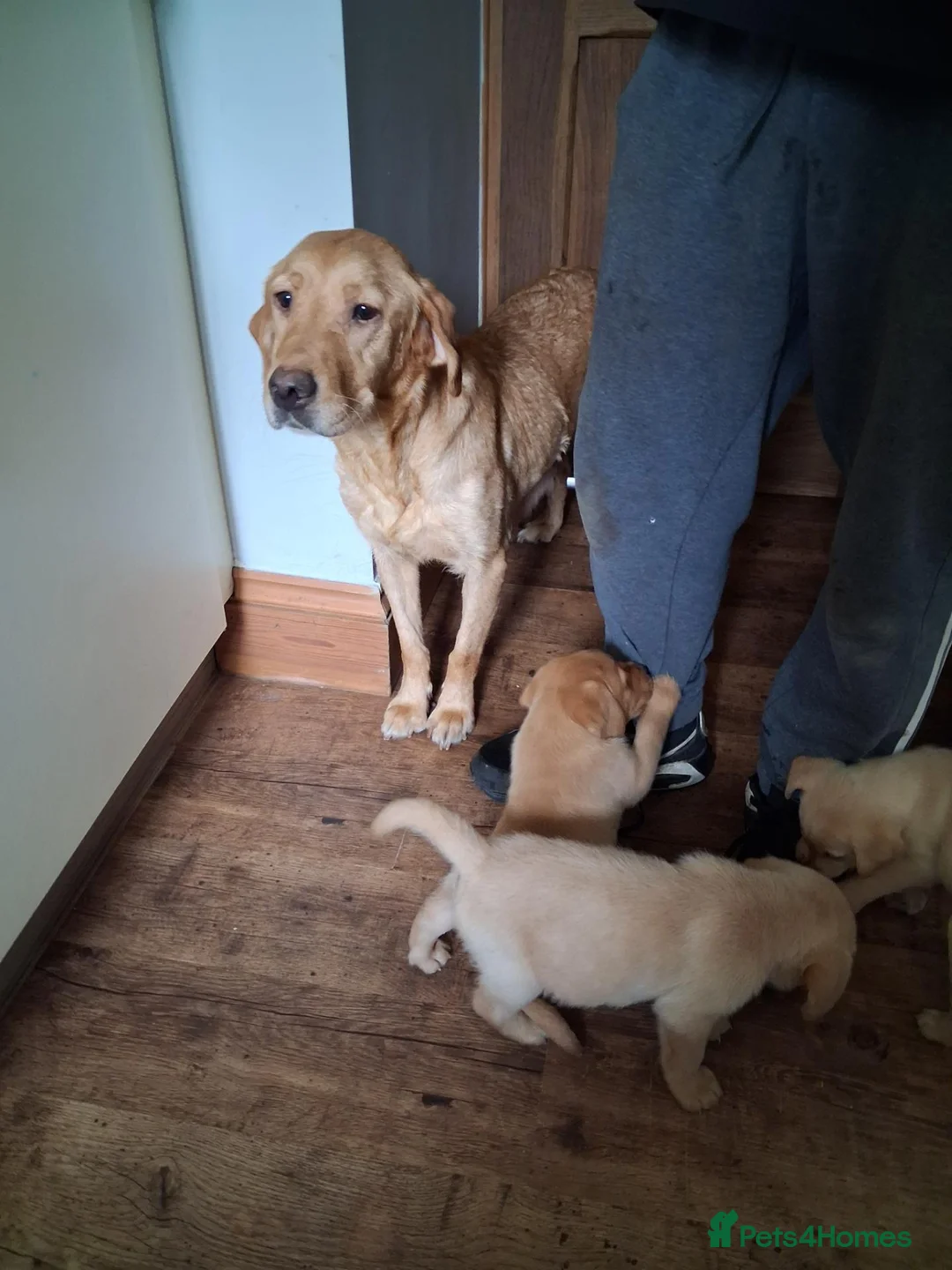 Labrador Retriever dogs for sale: Fox red and yellow labrador puppies - Advert 1