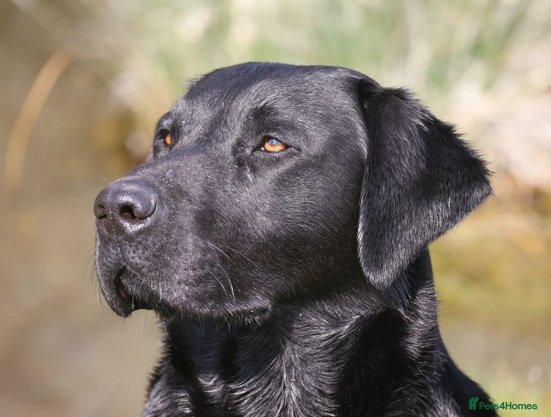 Labrador Retriever dogs for sale: OFTW Sire & FTW Dam KC reg Working Labradors  - Advert 2