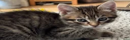 Mixed Breed cats for sale: Tabby girl  - Advert 1