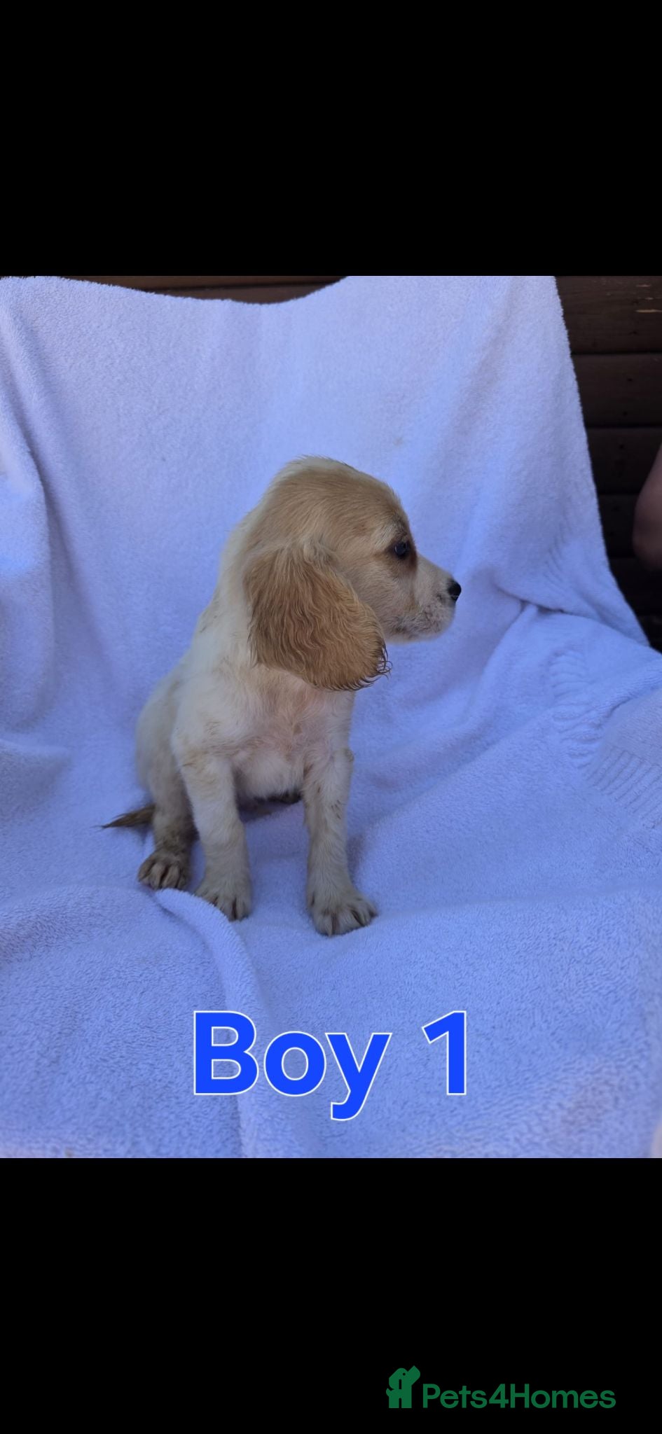 Cocker Spaniel dogs Beautiful Cocker Spaniel Pups  - Advert 1
