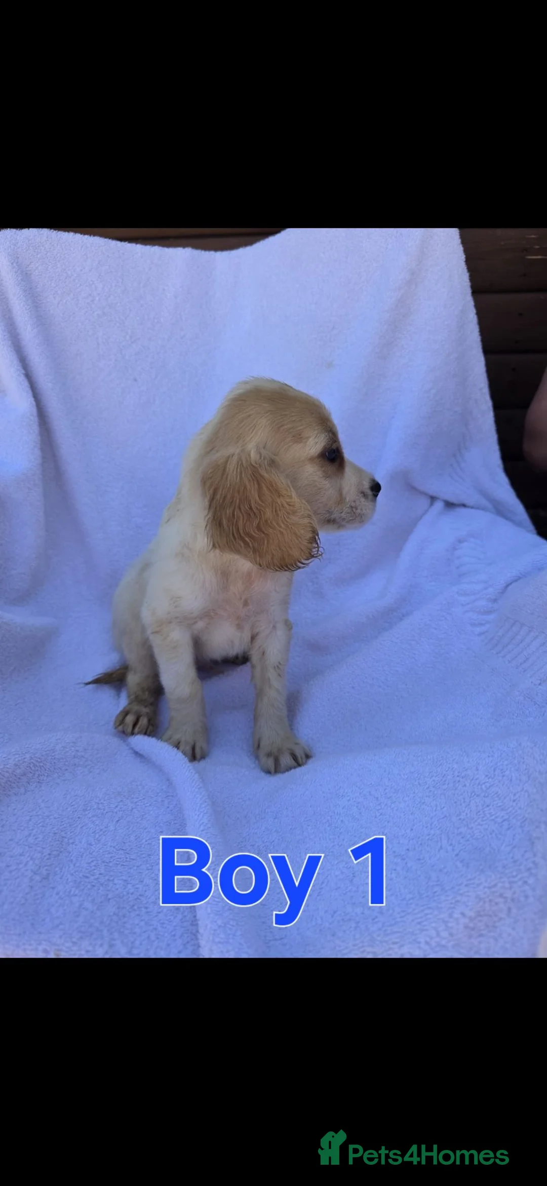 Cocker Spaniel dogs for sale: Beautiful Cocker Spaniel Pups  - Advert 1