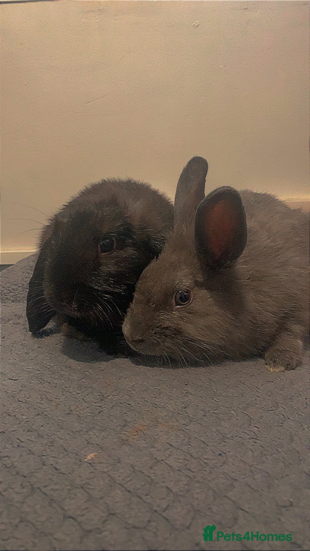 Mixed Breed rabbits for sale: 2 male rabbits  - Image 1