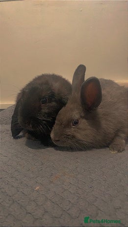 Mixed Breed rabbits 2 male rabbits - Advert 17