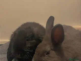 Mixed Breed rabbits 2 male rabbits - Advert 17
