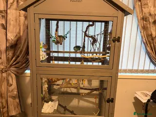 Parakeets birds Parakeet for sale and cage - Advert 7