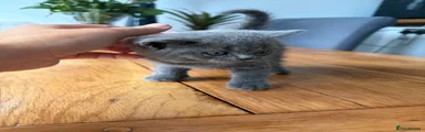 British Shorthair Orange collar
