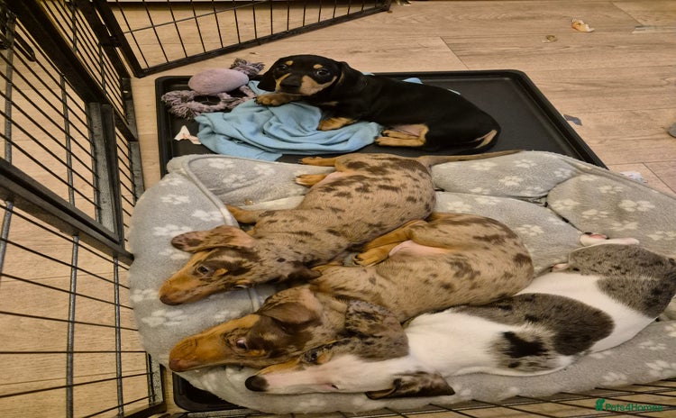 Miniature Dachshund dogs - Advert 8