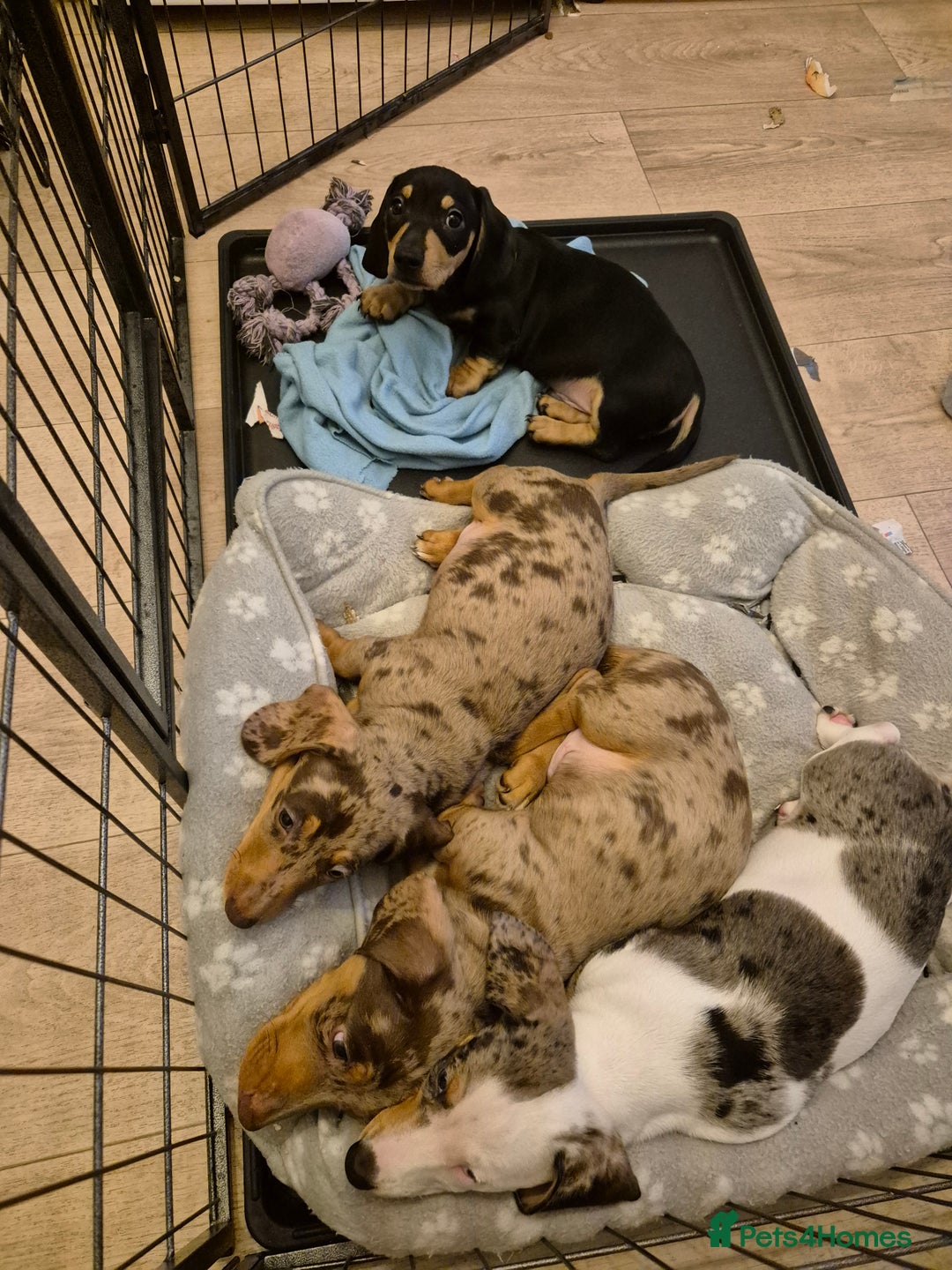 Miniature Dachshund dogs for sale: miniature dachshund - Advert 2