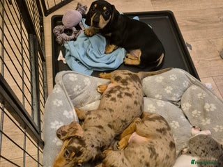 Miniature Dachshund dogs miniature dachshund - Advert 4