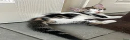 Mixed Breed cats for sale: Two gorgeous boy kittens ready to leave  - Advert 2