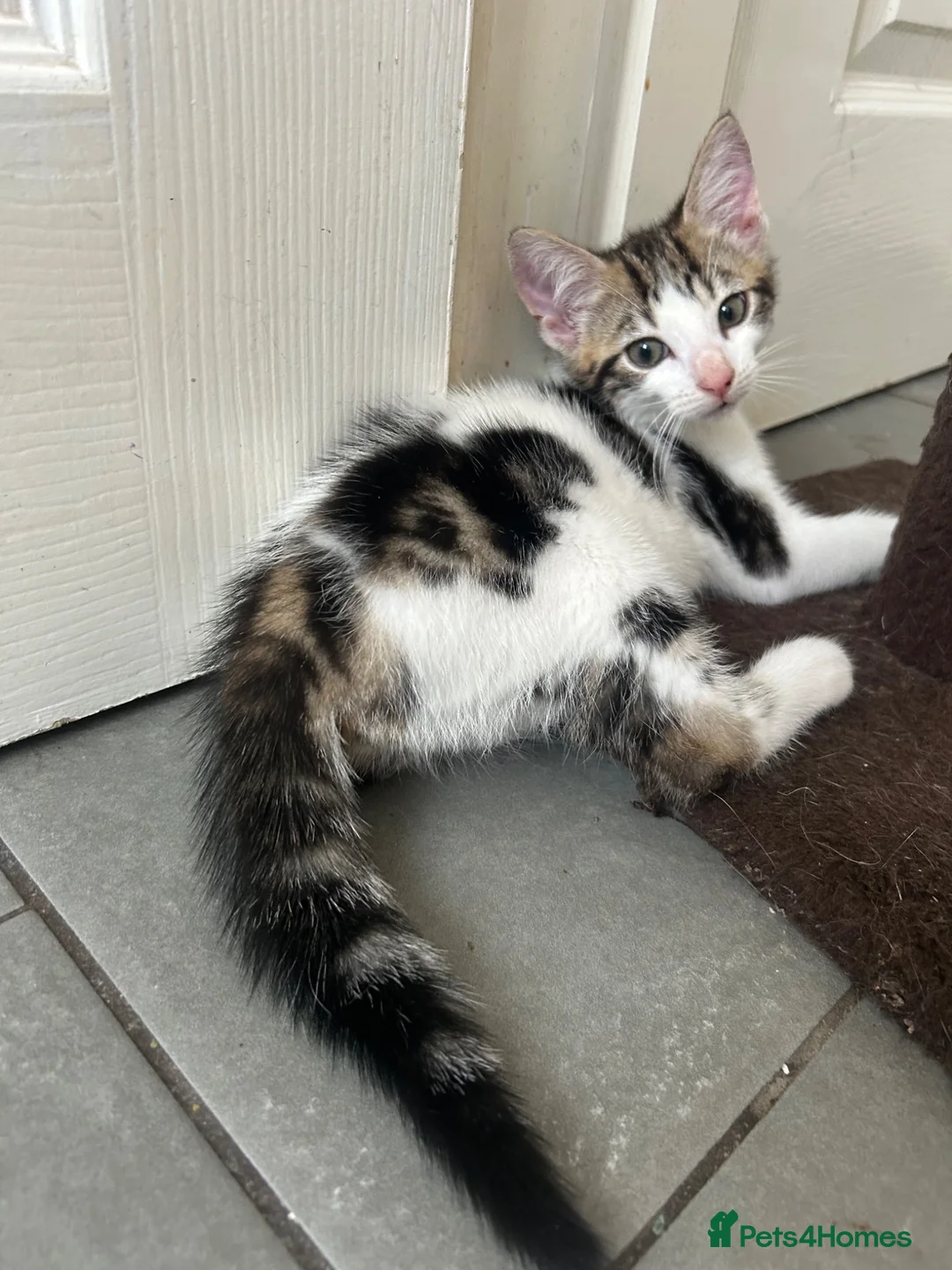 Mixed Breed cats for sale: Two gorgeous boy kittens ready to leave  - Advert 2