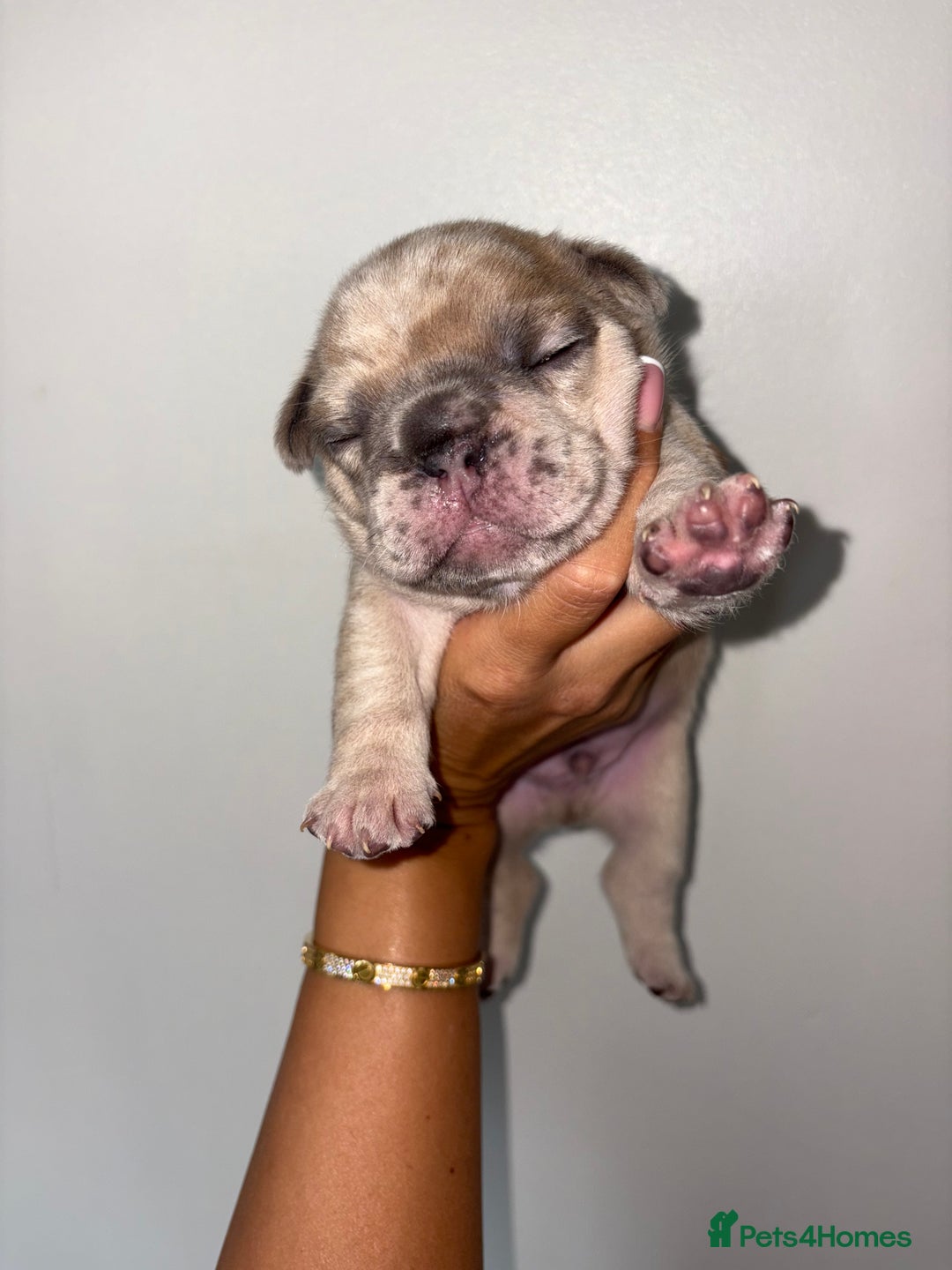 French Bulldog dogs for sale:  French bulldogs  - Advert 3