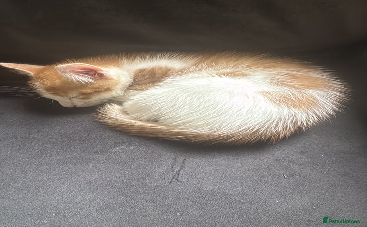 Domestic Shorthair cats - Advert 4