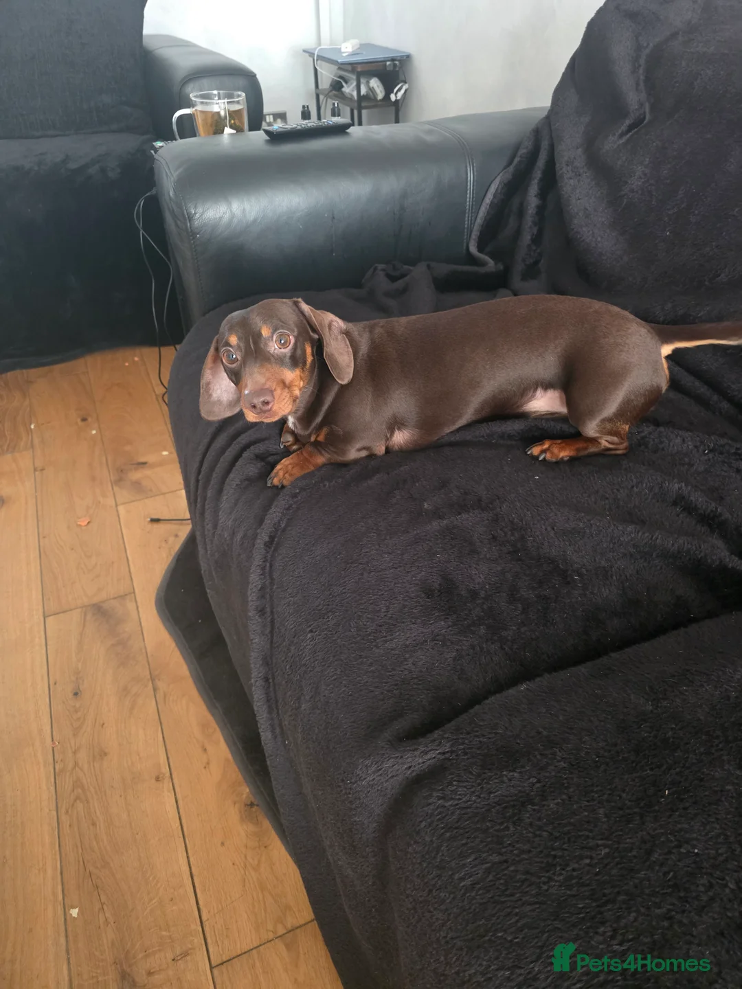 Dachshund dogs for sale: Miniature dachsund - Reggie - Advert 2
