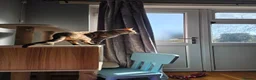 Bengal cats for stud:  Beautiful Snow bengal called snow - Advert 9