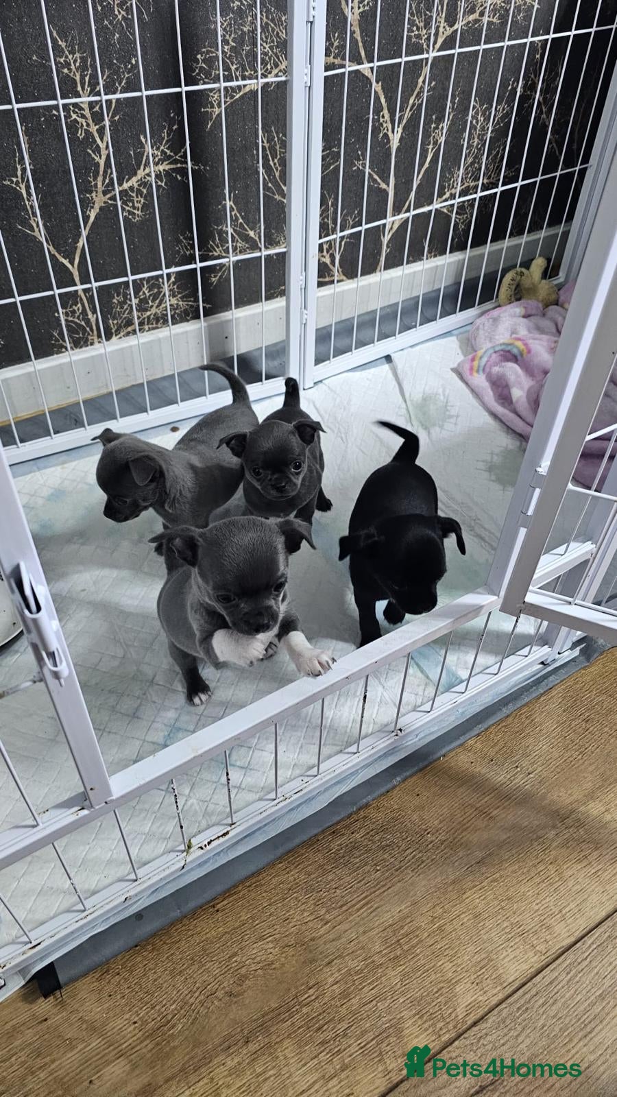 Chihuahua dogs Beautiful Chihuahua Puppies for Sale - Advert 1