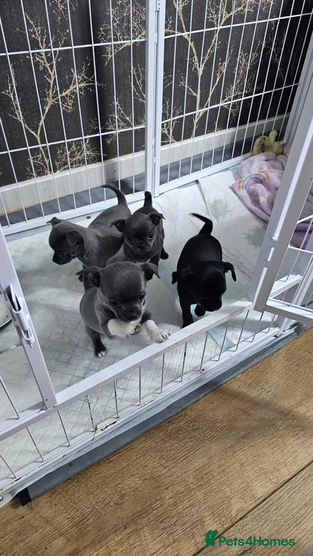 Chihuahua dogs for sale: Beautiful Chihuahua Puppies for Sale - Advert 1