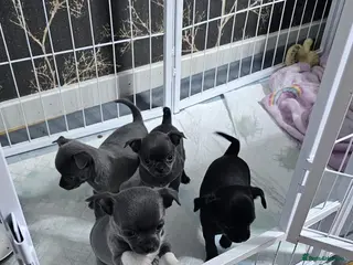 Chihuahua dogs Beautiful Chihuahua Puppies for Sale - Advert 5