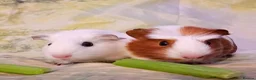 Guinea Pig rodents for sale: Cookie & Cupcake 🍪🧁– Bonded Baby Guinea Pigs ❤️ - Advert 4