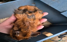 Guinea Pig rodents for sale: Gorgeous purebred baby Abyssinian guinea pigs - Advert 8