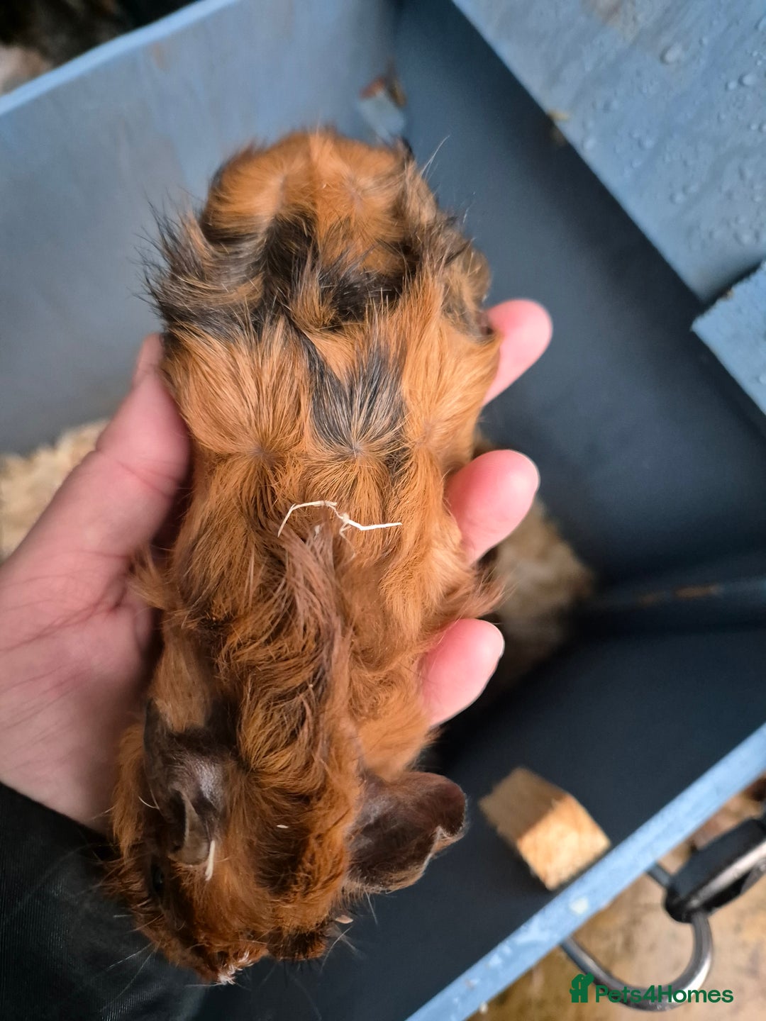Guinea Pig rodents for sale: Gorgeous purebred baby Abyssinian guinea pigs - Advert 8