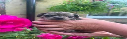 Mixed Breed dogs for sale: Pug X Dachund puppies - Advert 7