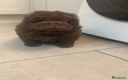 Chow Chow dogs for sale: Chocolate boy chow chow  - Image 2