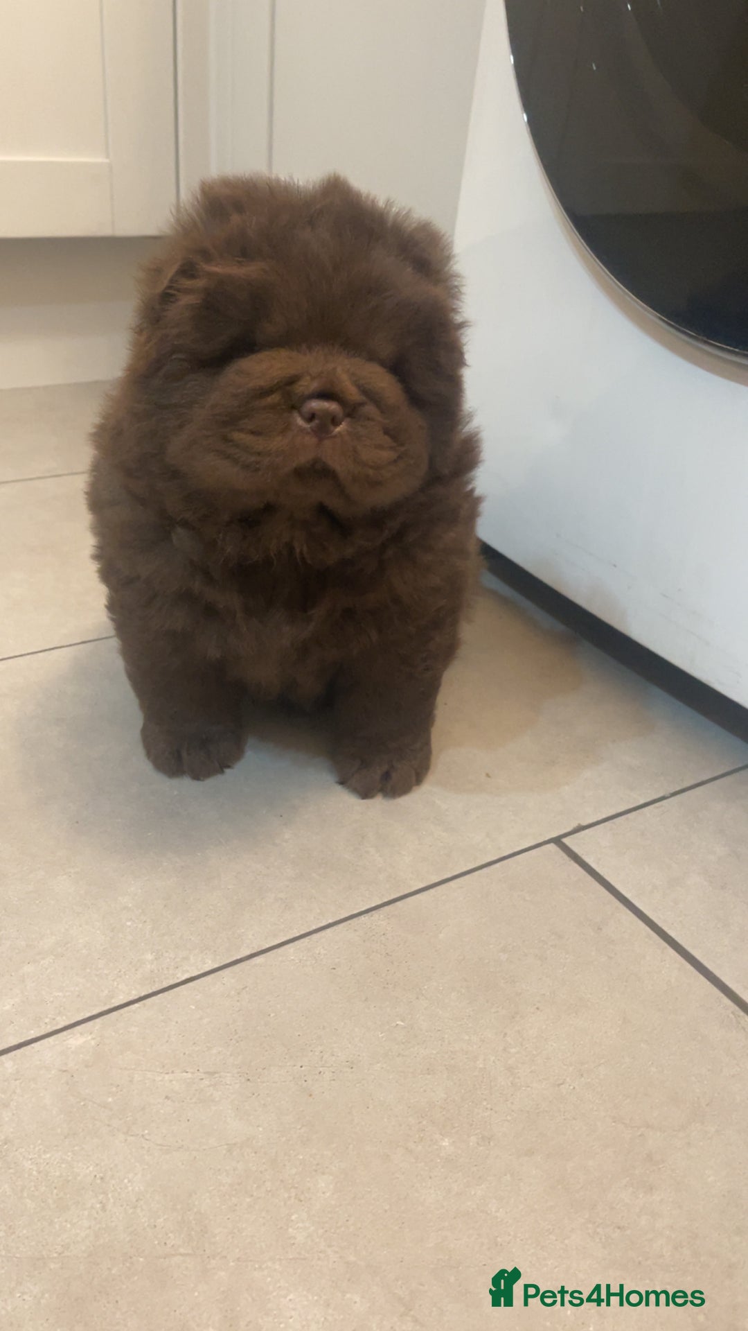 Chow Chow dogs for sale: Chocolate boy chow chow  - Image 2