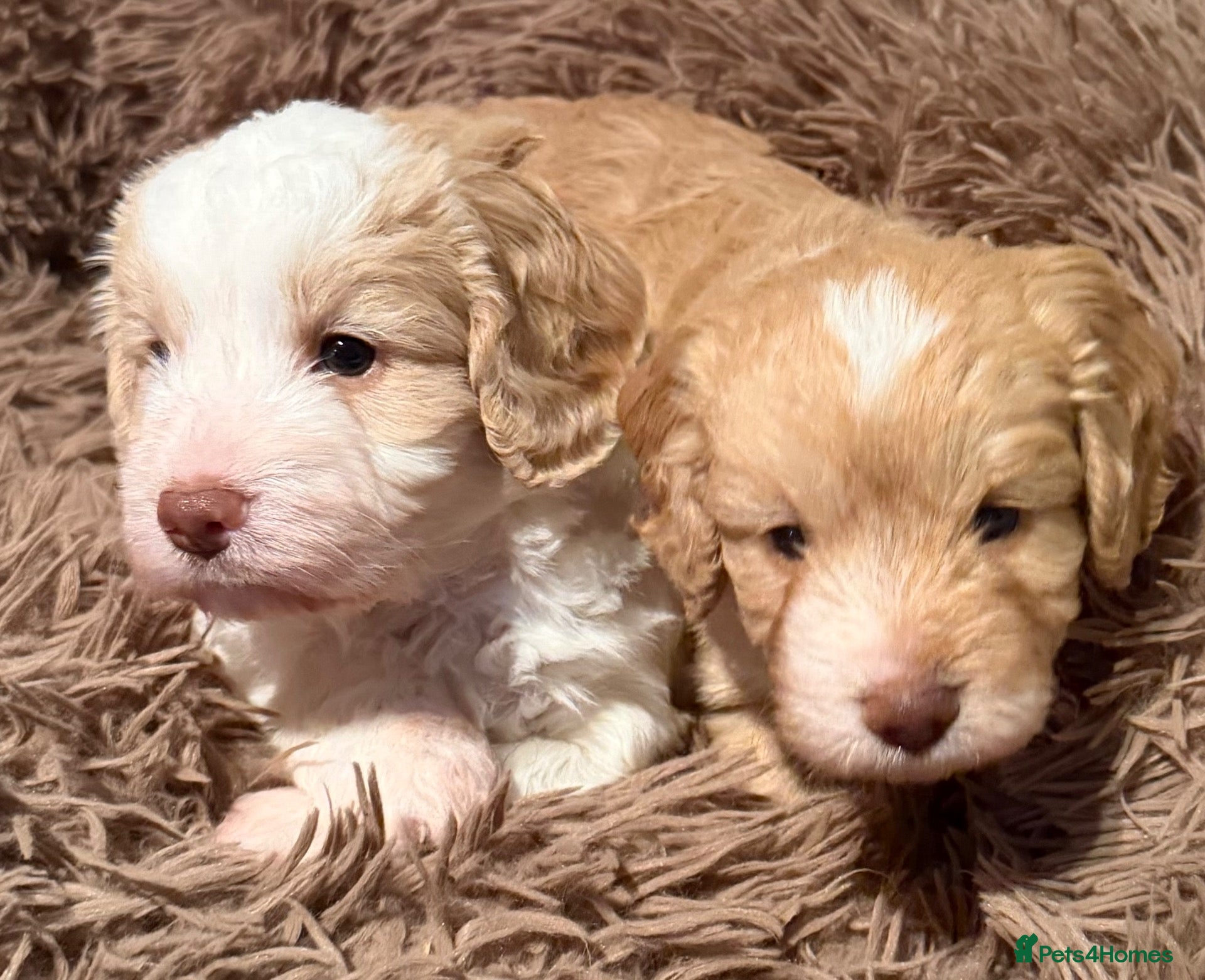 Cockapoo dogs for sale: Cockerpoo - Advert 1