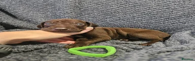 German Shorthaired Pointer Puppy 9