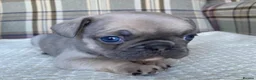 French Bulldog dogs for sale: Pink & Pink carrier French Bulldog puppies - Advert 6