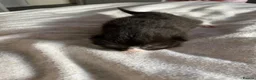 British Shorthair cats for sale: 3 British shorthair kittens  - Advert 7