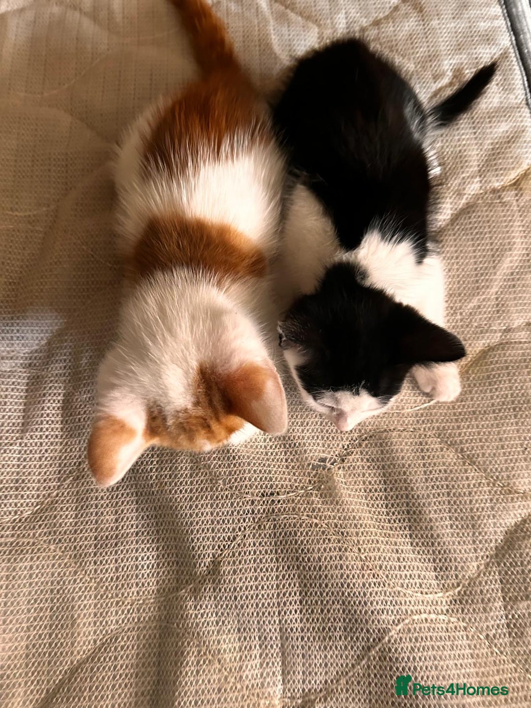 Mixed Breed cats for sale: Kitten for sale Luton/dunstable - Image 3