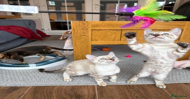 Bengal cats - Advert 9