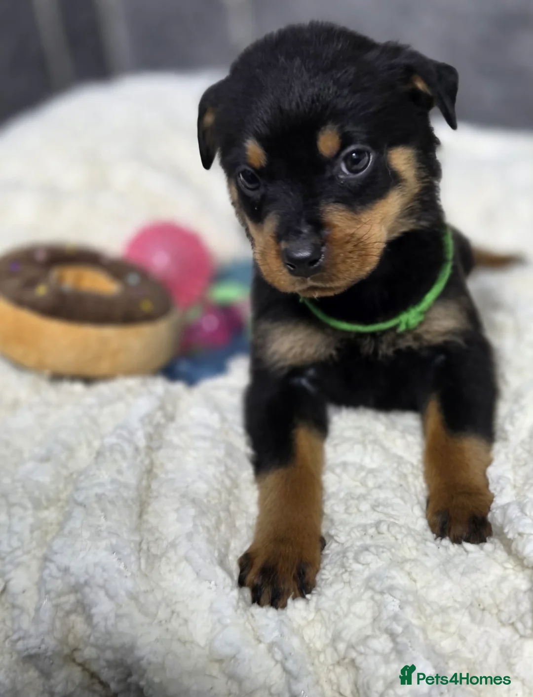 Rottweiler dogs for sale: Stunning Rottweiler pups - Advert 20