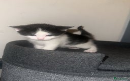 Mixed Breed cats for sale: Loveable Kittens - Advert 6