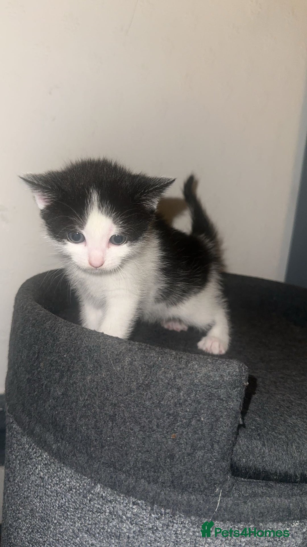 Mixed Breed cats for sale: Loveable Kittens - Advert 6