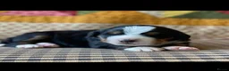 Bernese Mountain Dog dogs for sale: Cute Delighted  Bernese Mountain Puppies  in Folkestone - Advert 13