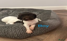 English Springer Spaniel dogs for sale: Springer spaniel puppies  - Image 6