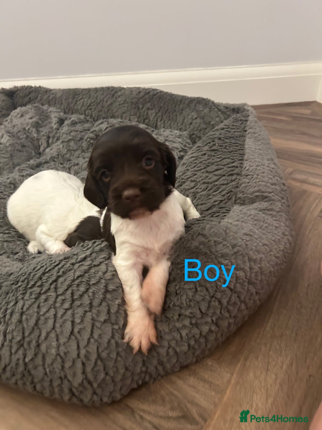 English Springer Spaniel dogs for sale: Springer spaniel puppies  - Image 6